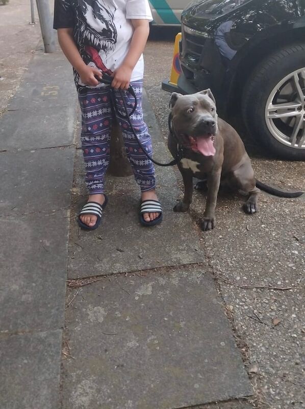 Cane Corso puppies for sale in Westminster, Greater London – 2 years old - Image 2 of 2