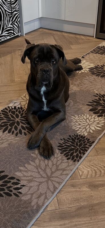 Cane Corso puppies for sale in Banff, Banffshire – 1 year old