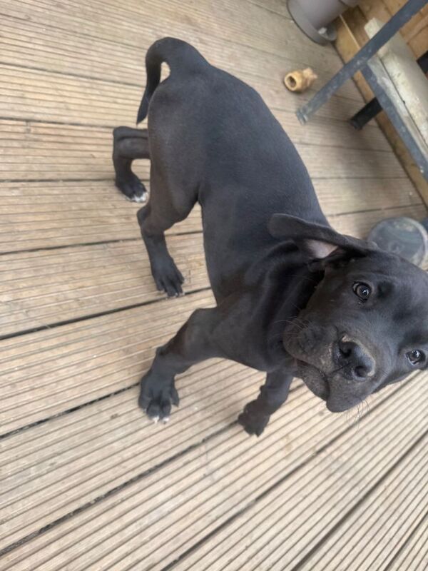 Cane corso 16 weeks old baby boy - Image 2 of 3