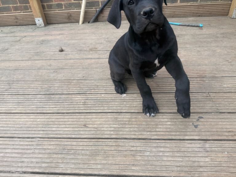 Cane corso 16 weeks old baby boy - Image 3 of 3