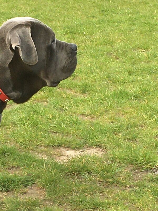 Cane Corso puppies for sale in Norwich, Norfolk – 1 year old
