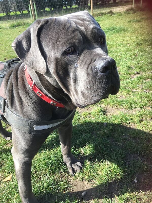 Cane Corso puppies for sale in Norwich, Norfolk – 1 year old - Image 2 of 3