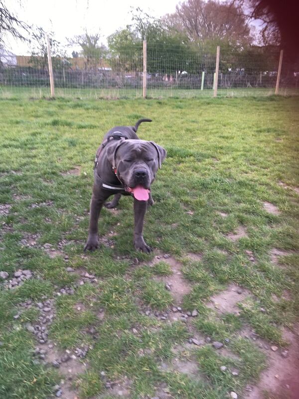 Cane Corso puppies for sale in Norwich, Norfolk – 1 year old - Image 3 of 3