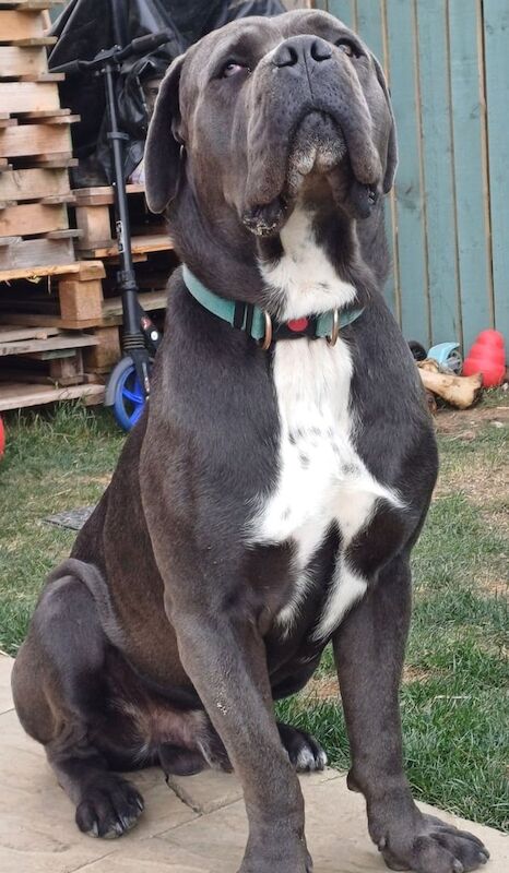 Cane Corso puppies for sale in Beverley, East Riding of Yorkshire – 1 year old