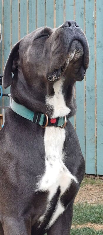 Cane Corso puppies for sale in Beverley, East Riding of Yorkshire – 1 year old - Image 2 of 3