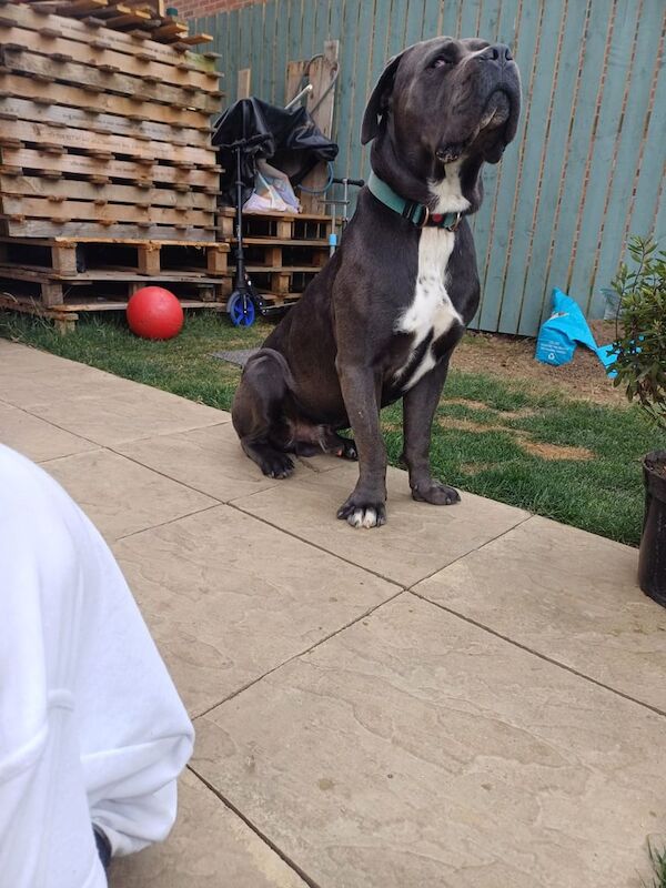 Cane Corso puppies for sale in Beverley, East Riding of Yorkshire – 1 year old - Image 3 of 3