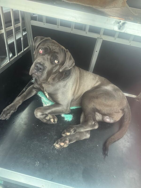 Cane Corso puppies for sale in Middlesbrough, North Yorkshire – 1 year old
