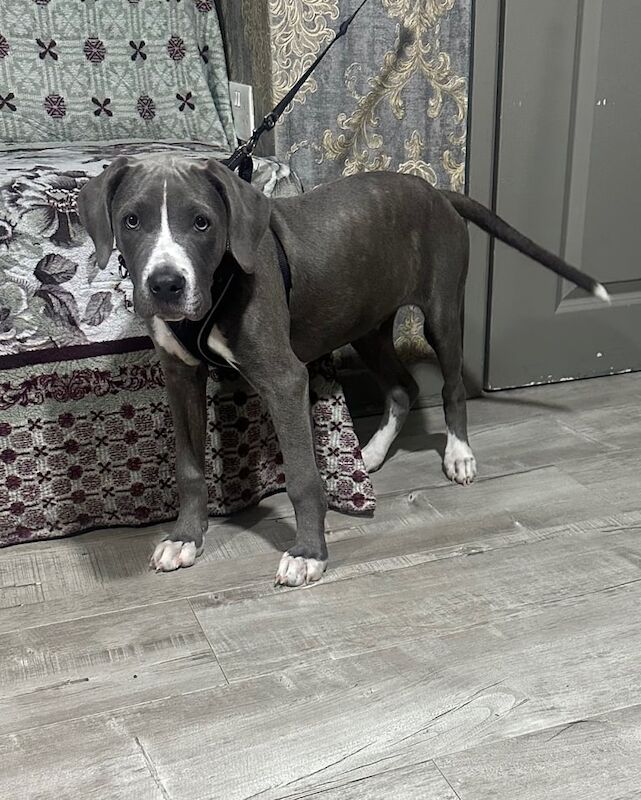 Cane Corso puppies for sale in Northfield, West Midlands – 3 months old