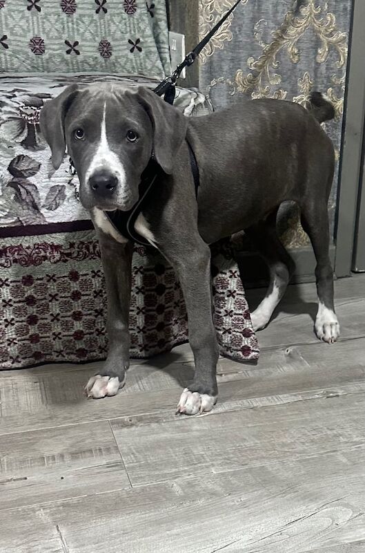 Cane Corso puppies for sale in Northfield, West Midlands – 3 months old - Image 2 of 3