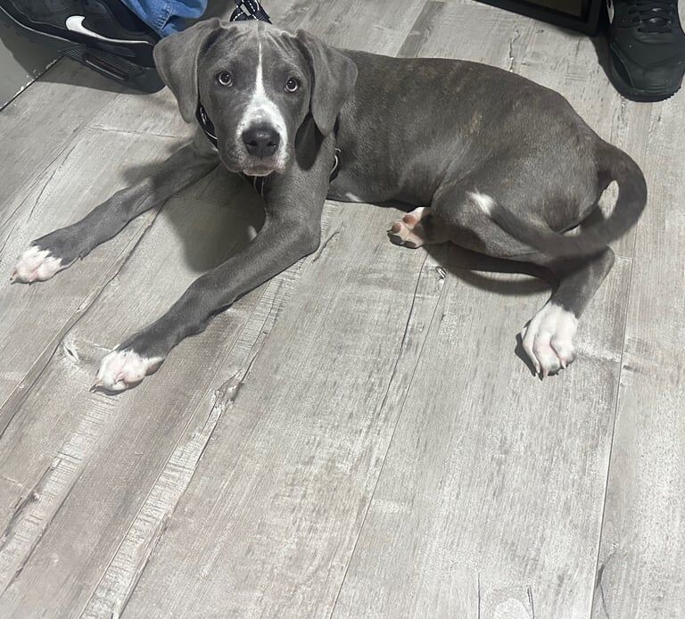 Cane Corso puppies for sale in Northfield, West Midlands – 3 months old - Image 3 of 3