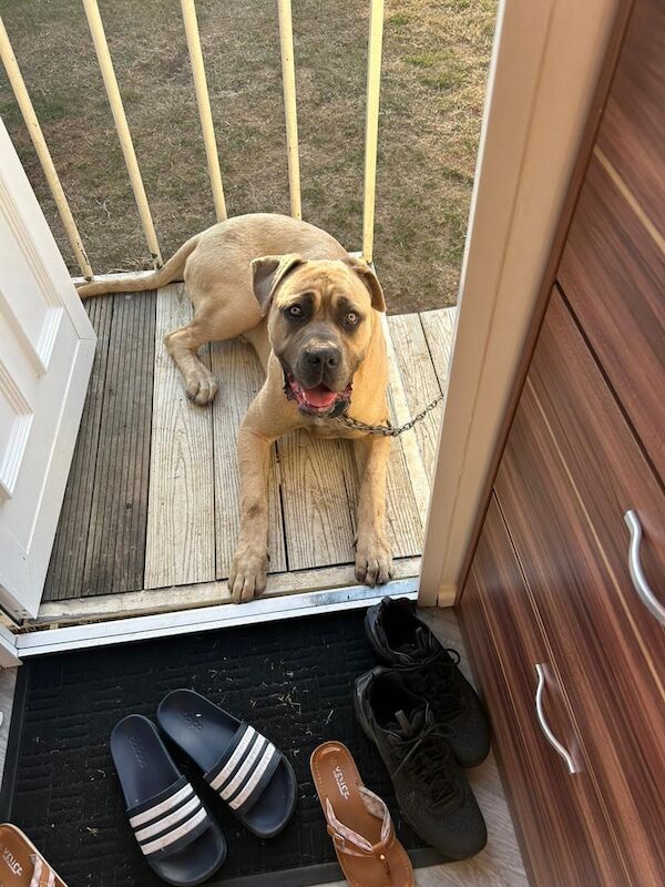 Cane Corso puppies for sale in Jaywick, Essex – 1 year old