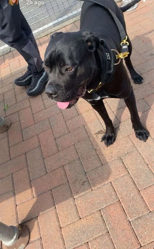Cane Corso puppies for sale in Lanark, Lanarkshire – 6 months old