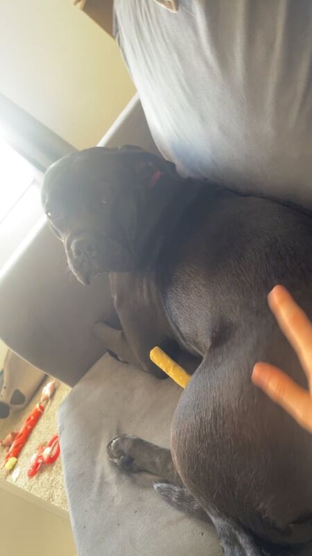 Cane Corso puppies for sale in Lanark, Lanarkshire – 6 months old - Image 2 of 3