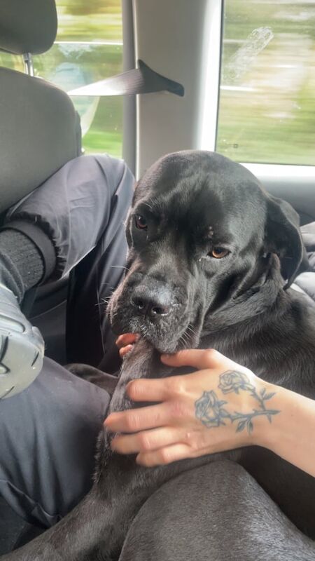 Cane Corso puppies for sale in Lanark, Lanarkshire – 6 months old - Image 3 of 3