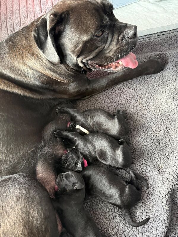 Cane Corso puppies for sale in East End, East Riding of Yorkshire – 2 weeks old