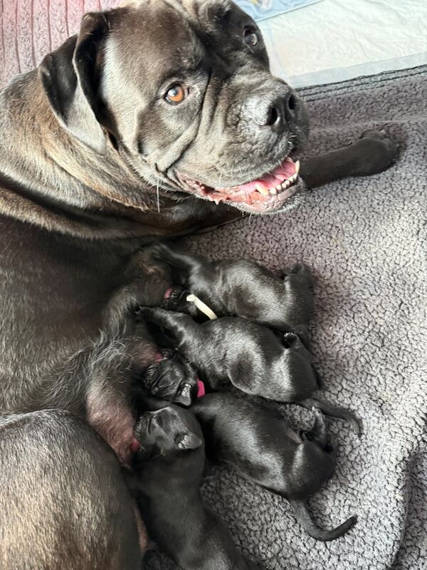 Cane Corso puppies for sale in East End, East Riding of Yorkshire – 2 weeks old - Image 2 of 3