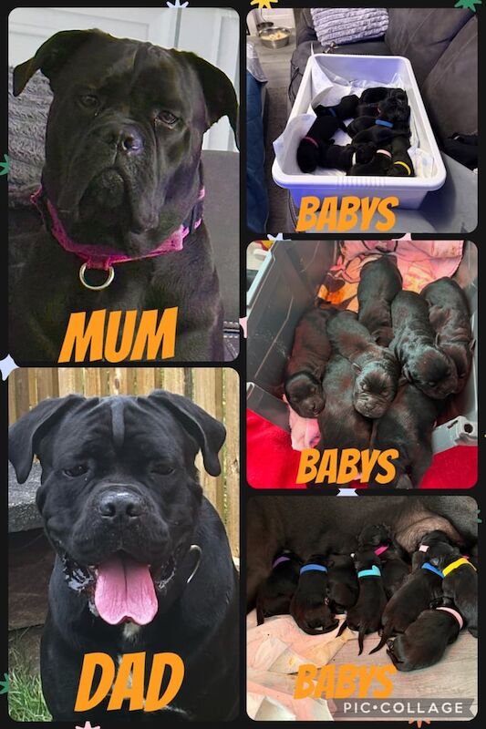 Cane Corso puppies for sale in East End, East Riding of Yorkshire – 2 weeks old - Image 3 of 3