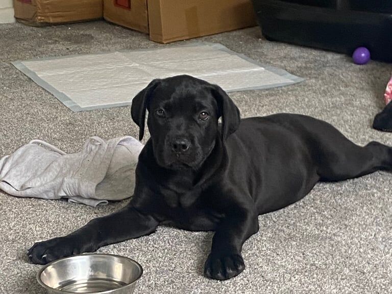 Cane Corso puppies for sale in Harrow, Greater London – 9 weeks old