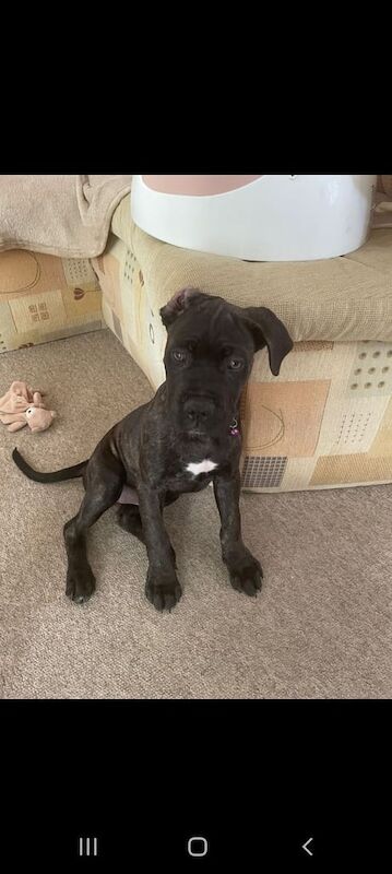 Cane Corso puppies for sale in Chichester, West Sussex – 3 months old