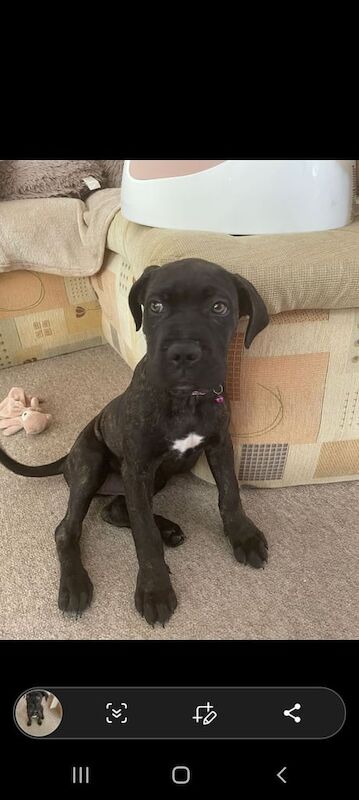 Cane Corso puppies for sale in Chichester, West Sussex – 3 months old - Image 2 of 3