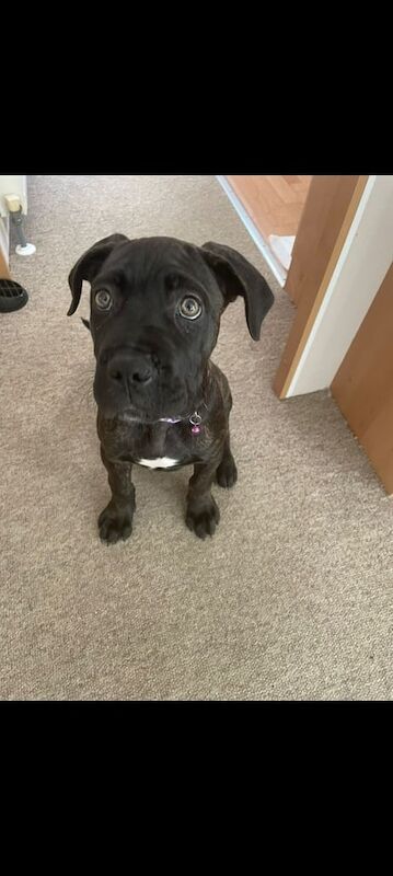 Cane Corso puppies for sale in Chichester, West Sussex – 3 months old - Image 3 of 3