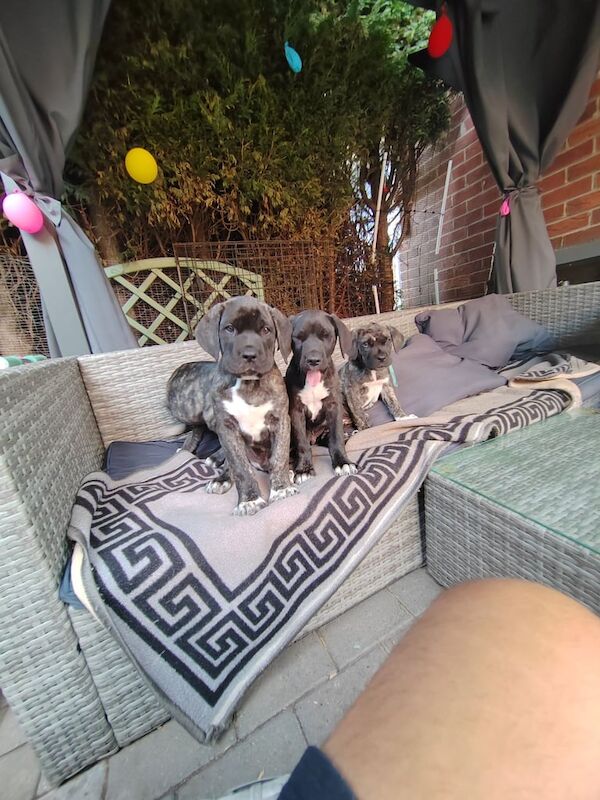Cane Corso puppies for sale in Kirk Sandall, South Yorkshire – 9 weeks old