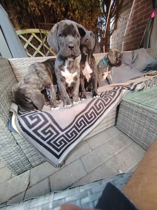 Cane Corso puppies for sale in Kirk Sandall, South Yorkshire – 9 weeks old - Image 2 of 3