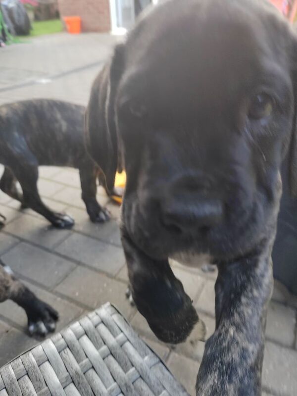 Cane Corso puppies for sale in Kirk Sandall, South Yorkshire – 9 weeks old - Image 3 of 3