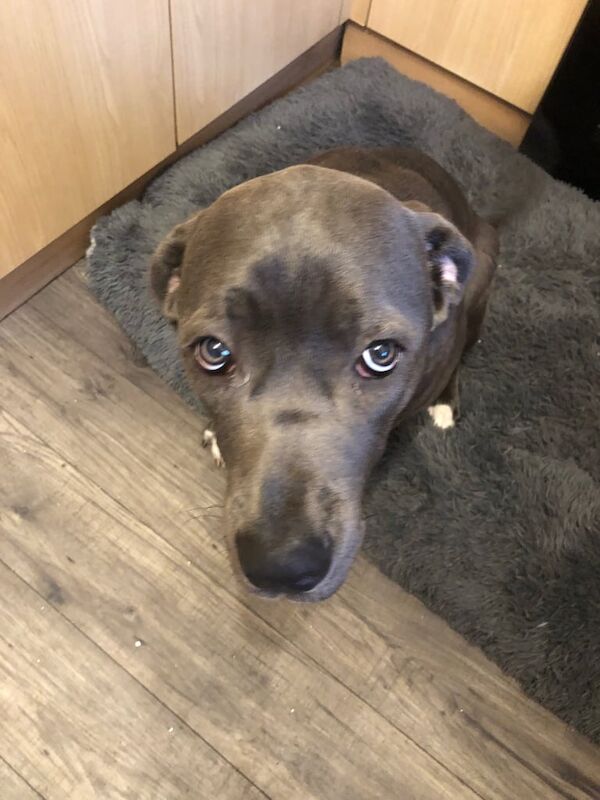 Cane Corso puppies for sale in Cardiff / Caerdydd, South Glamorgan – 7 months old