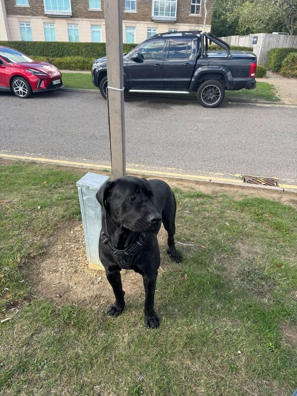 Cane Corso puppies for sale in Emerson Valley, Buckinghamshire – 1 year old