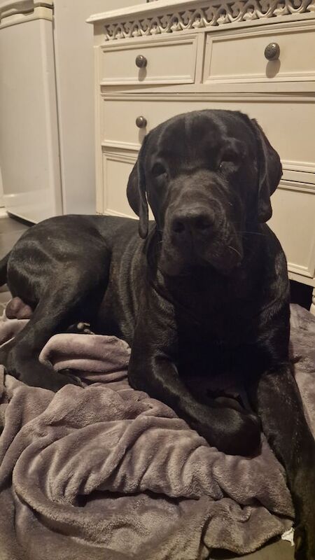 Cane Corso puppies for sale in Emerson Valley, Buckinghamshire – 1 year old - Image 2 of 5