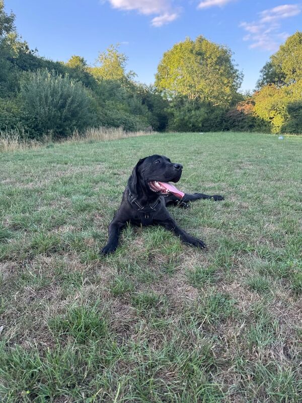 Cane Corso puppies for sale in Emerson Valley, Buckinghamshire – 1 year old - Image 3 of 5