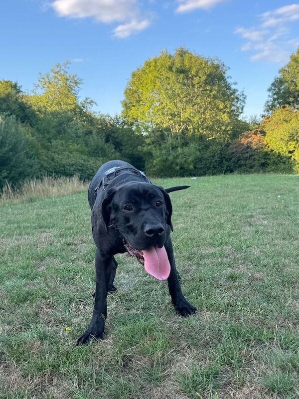 Cane Corso puppies for sale in Emerson Valley, Buckinghamshire – 1 year old - Image 4 of 5