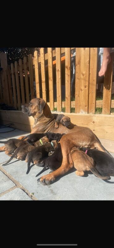 Cane Corso puppies for sale in Bishop's Stortford, Hertfordshire – 10 weeks old