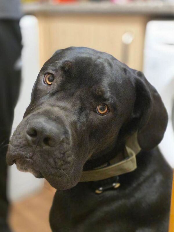 Cane Corso puppies for sale in Highland Boath, Nairn – 9 months old