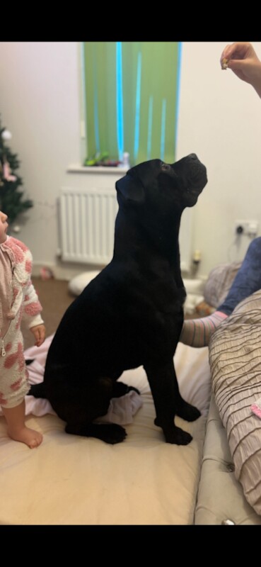 Cane Corso puppies for sale in Filton, Gloucestershire – 1 year old