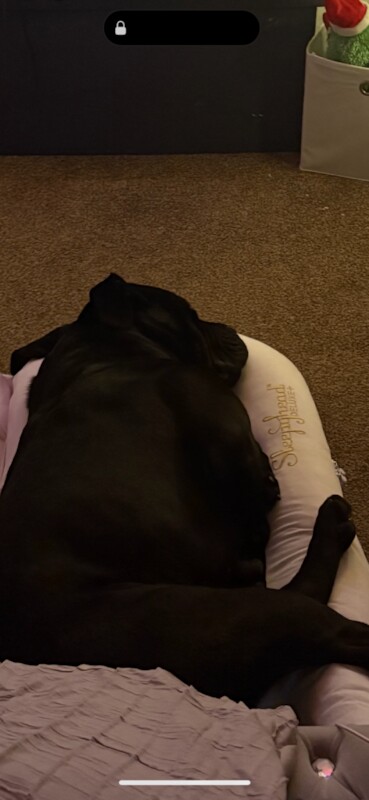 Cane Corso puppies for sale in Filton, Gloucestershire – 1 year old - Image 2 of 4