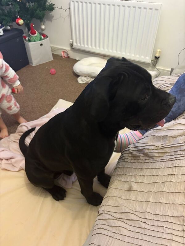 Cane Corso puppies for sale in Filton, Gloucestershire – 1 year old - Image 3 of 4