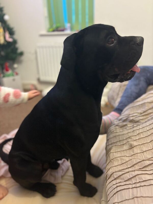 Cane Corso puppies for sale in Filton, Gloucestershire – 1 year old - Image 4 of 4