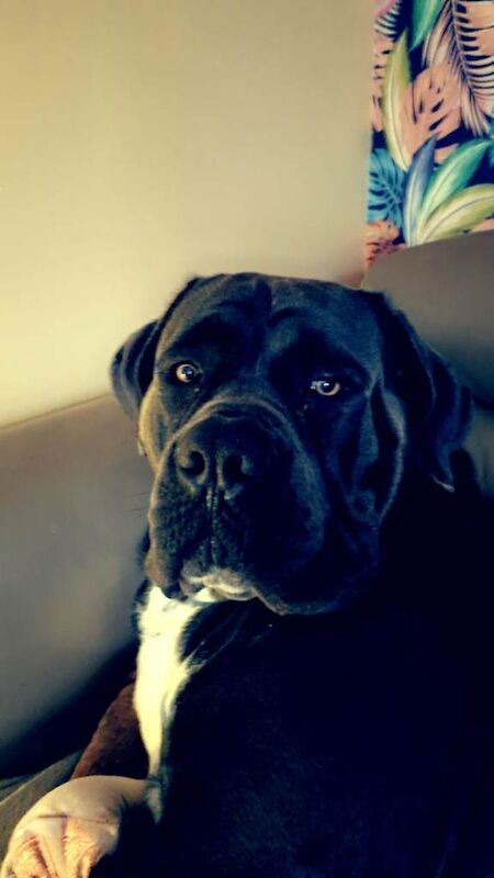 Cane Corso puppies for sale in Bilborough, Nottinghamshire – 4 years old