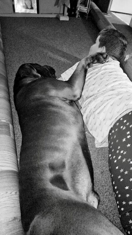 Cane Corso puppies for sale in Bilborough, Nottinghamshire – 4 years old - Image 2 of 3