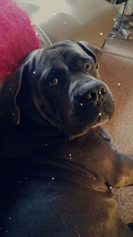 Cane Corso puppies for sale in Bilborough, Nottinghamshire – 4 years old - Image 3 of 3