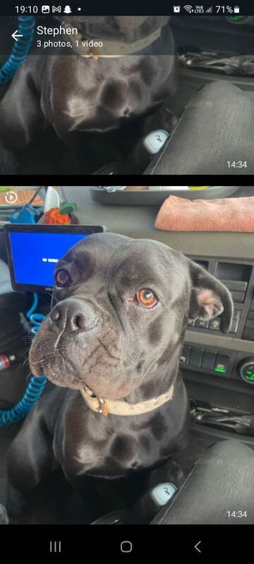 Cane Corso puppies for sale in South Shields, Tyne and Wear – 1 year old - Image 2 of 3