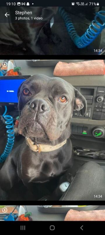 Cane Corso puppies for sale in South Shields, Tyne and Wear – 1 year old - Image 3 of 3