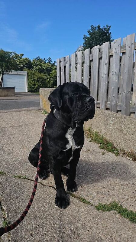 Cane Corso Puppies For Sale Under £1,000