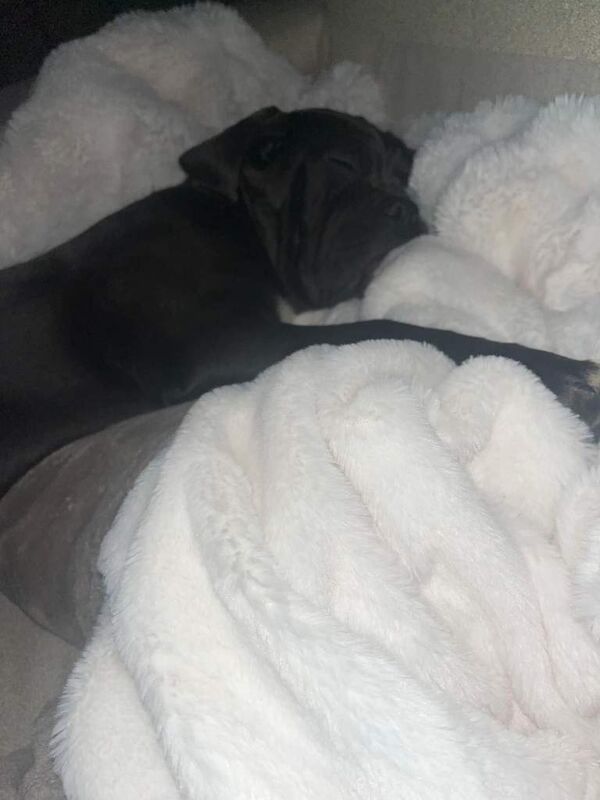 Cane Corso puppies for sale in Southampton, Hampshire – 4 months old