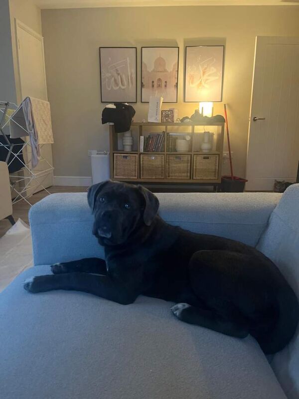 Cane corso - Image 2 of 5