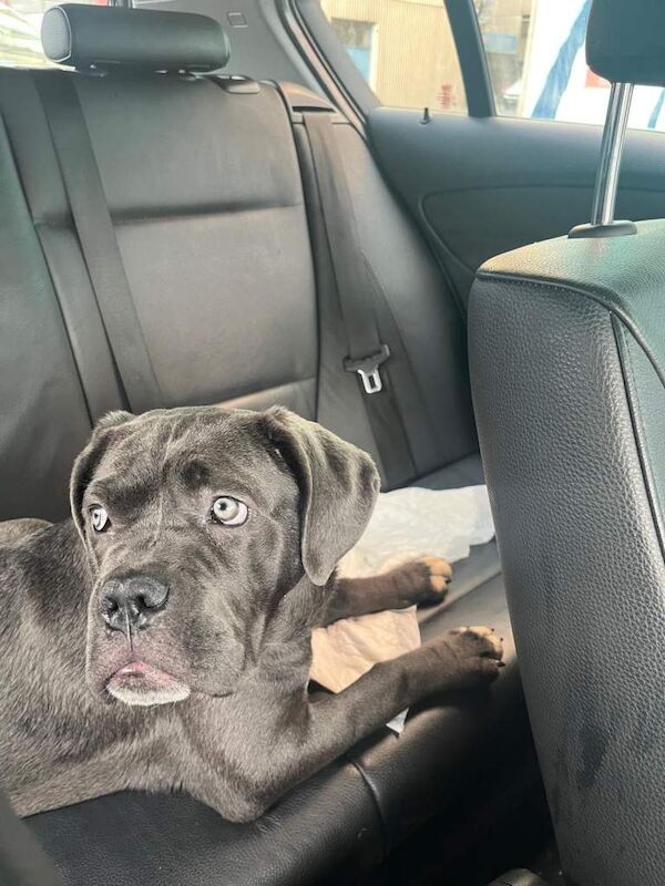 Cane corso - Image 3 of 5