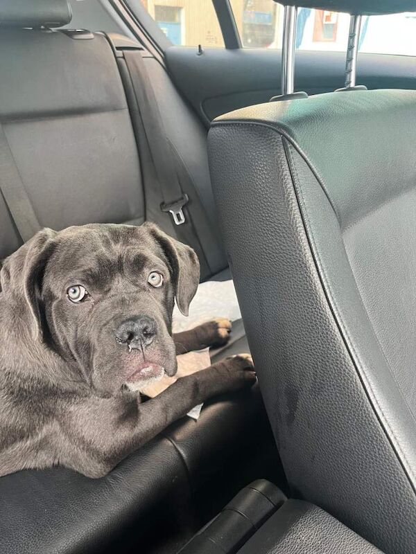 Cane corso - Image 4 of 5