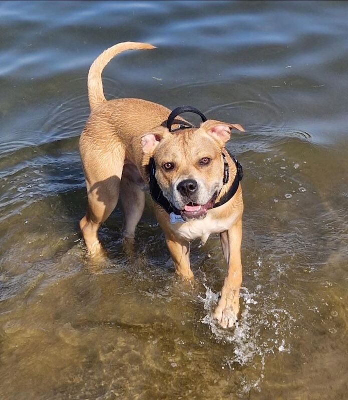 Cane Corso puppies for sale in Wakefield, West Yorkshire – 1 year old